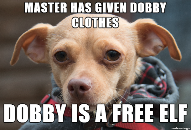 Dobby Chihuahua Is A Free Elf
