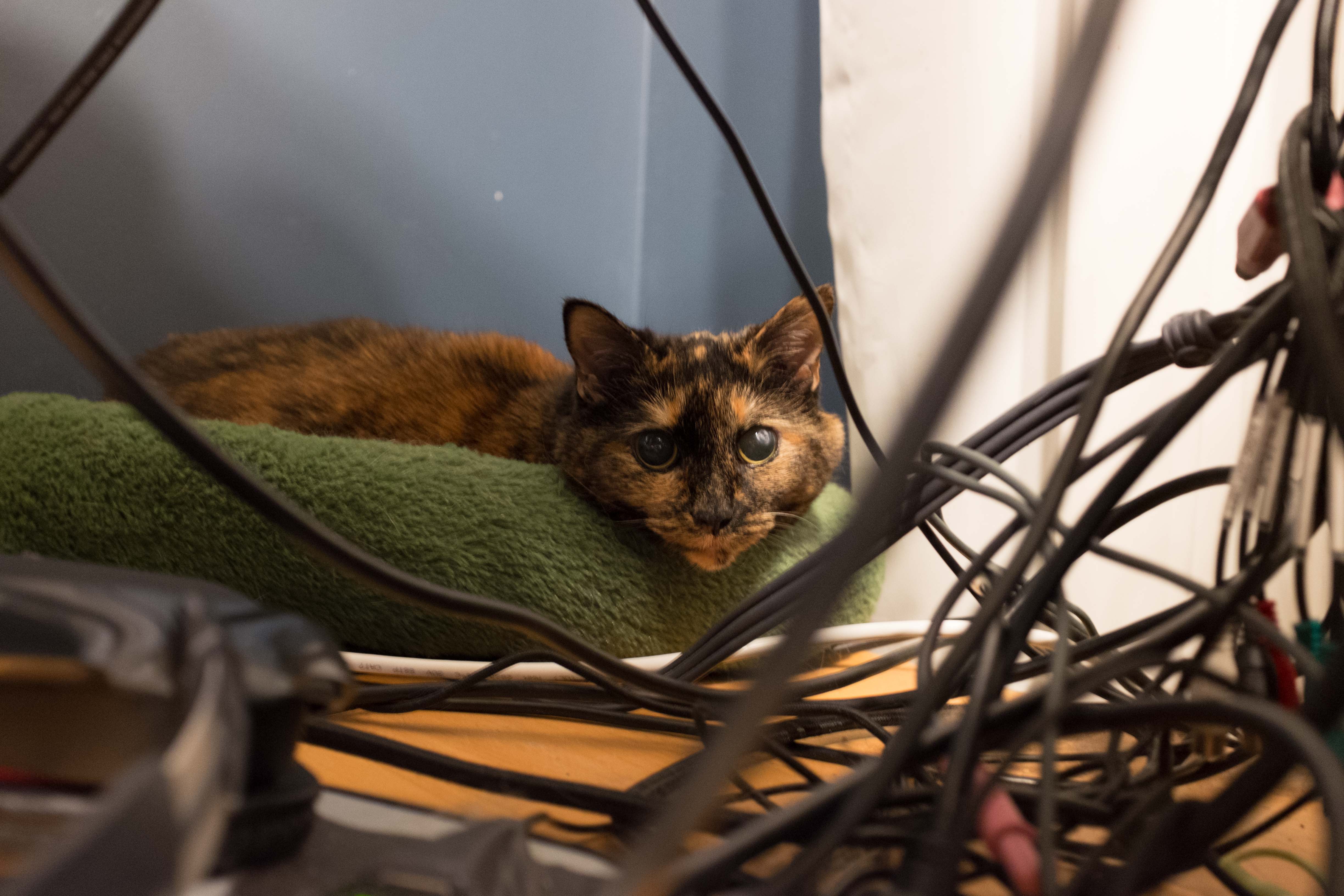 Cat sleeping behind monitors