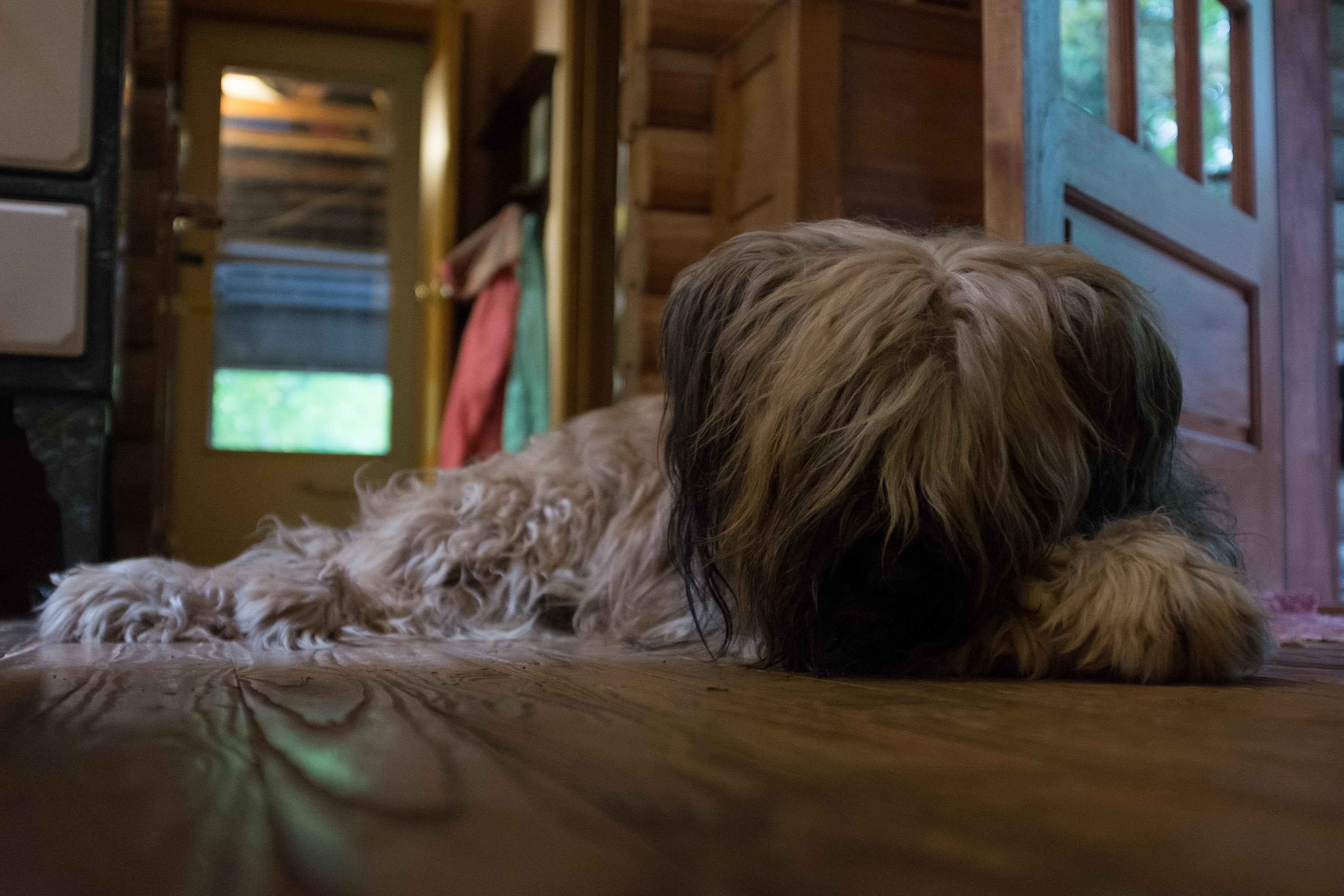 Photo of Cowboy